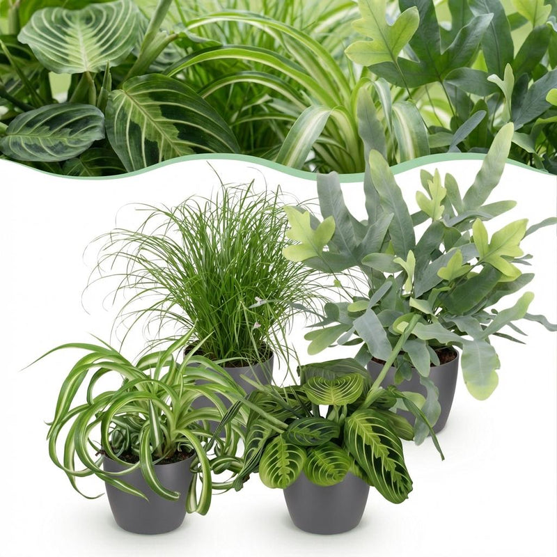 Green boutiQ Plant Mix: Chlorophytum, Cyperus, Phlebodium, Maranta (Set of 4)