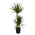 Dracaena Marginata: Eleganz & Pflegeleichtigkeit (H120cm, m. elho Topf) Bild 1