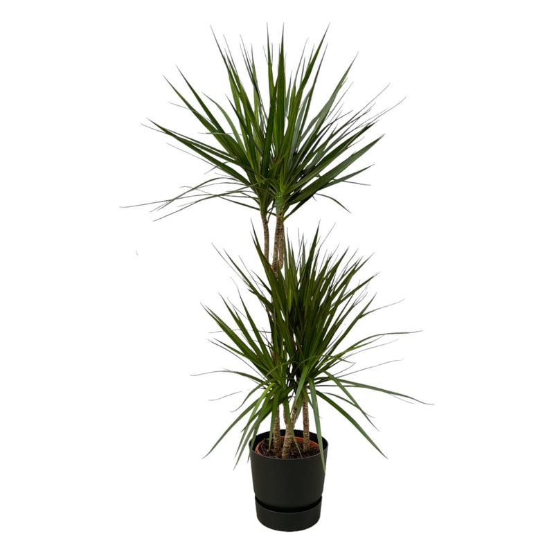 Dracaena Marginata: Eleganz & Pflegeleichtigkeit (H120cm, m. elho Topf)