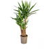 Yucca Elephantipes Verzweigt, Topf Ø24cm, 80-100cm Bild 1
