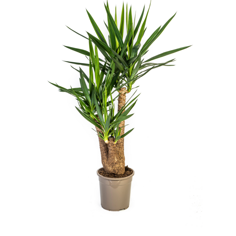 Yucca Elephantipes Verzweigt, Topf Ø24cm, 80-100cm