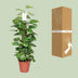Epipremnum Pinnatum Moss Pole 80cm: Golden Pothos, Houseplant Bild 4