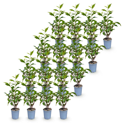 Green boutiQ - 16x Prunus lusitanica Angustifolia - Portugiesischer Lorbeer - Heckenpflanzen - Immergrün - Grün - Topf 9cm - Höhe 25-35cm