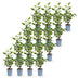 Green boutiQ - 16x Prunus lusitanica Angustifolia - Portugiesischer Lorbeer - Heckenpflanzen - Immergrün - Grün - Topf 9cm - Höhe 25-35cm Bild 2