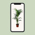 Kentia-Palme Howea forsteriana Ø21cm - 120cm Bild 5