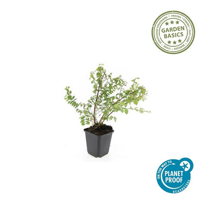 6x Snowberry 'Hancock' - ↕10-25cm - Ø9cm