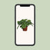 Maranta Leuconeura 'Kerchoveana' - Prayer Plant in 12cm Pot, 30cm High Bild 5
