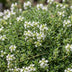 Green boutiQ - Perennials - Thymus praecox Albiflorus - White Creeping Thyme - Fragrant - White - 6 Plants - Pot 11cm - Height 15-25cm Bild 5