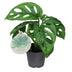 Monstera Obliqua Fensterblatt: Tropischer Blickfang für Ihr Zuhause Bild 1