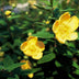 12x Hypericum dummeri 'Peter Dummer' - ↕10-25cm - Ø9cm Bild 7