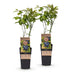 2x Blaubeerpflanze 'Patriot' (Vaccinium corymbosum) – 50cm – Topf 15cm Bild 3