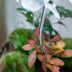Terrariumpinzette Metall 26cm – Für Pflanzenpflege Bild 4