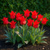 GreenboutiQ Tulpenzwiebeln Greigii Rot - 15 Stück XXL, Hardy Perennial Bild 6