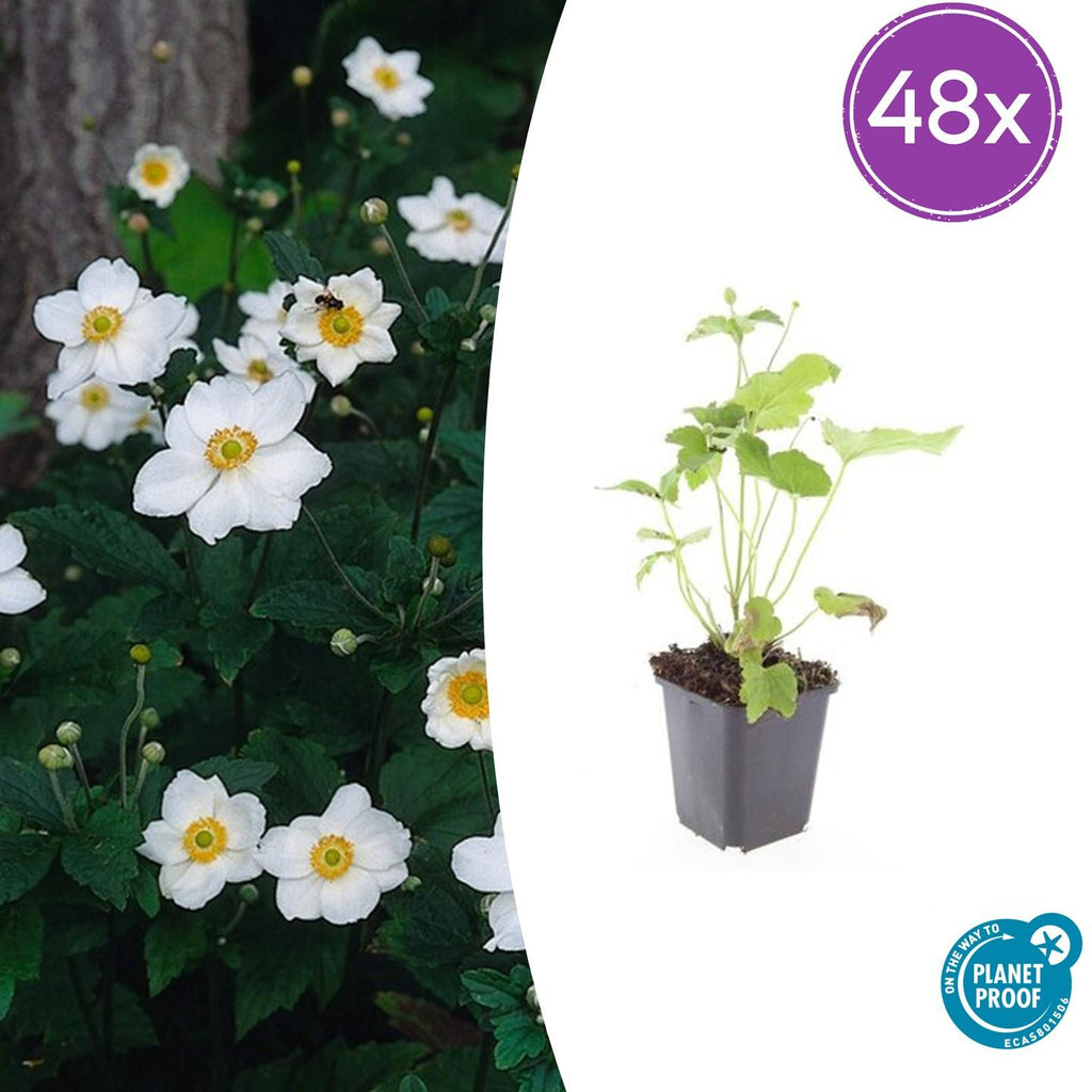 48x Anemone hyb. 'Honorine Jobert' - ↕10-25cm - Ø9cm