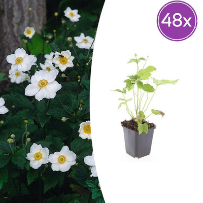 48x Herbstanemone 'Honorine Jobert' Topf Ø9cm, 10-25cm
