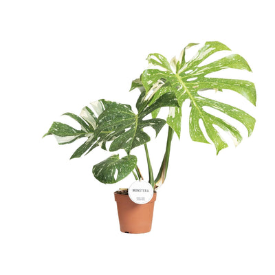 Monstera Thai Constellation – Ø15cm Topf – 75cm Höhe
