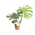 Monstera Thai Constellation – 15cm Pot – 75cm Height Bild 2