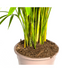 Areca Palm Dypsis Areca Lutescens Ø27cm, 150-170cm – Tropical Beauty Bild 5