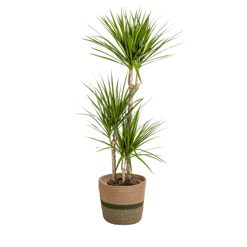 Dracaena Marginata Green mit Korb, 110-130cm Höhe
