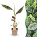 Musa Ever Red: Winterharte Faserbanane, essbare Früchte, Topf 21cm Bild 1