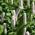 60x Persicaria bistorta 'Superba' - Perennial 10-25cm, Ø9cm Bild 6