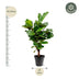 Ficus Lyrata Geigenfeige 130cm im Ø27cm Topf Bild 2