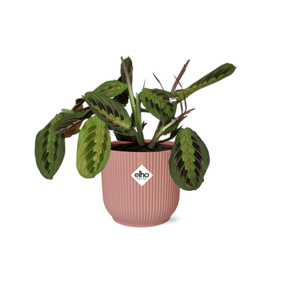 Marantenpflanze 'Fascinator' Tricolor im rosa ELHO Topf