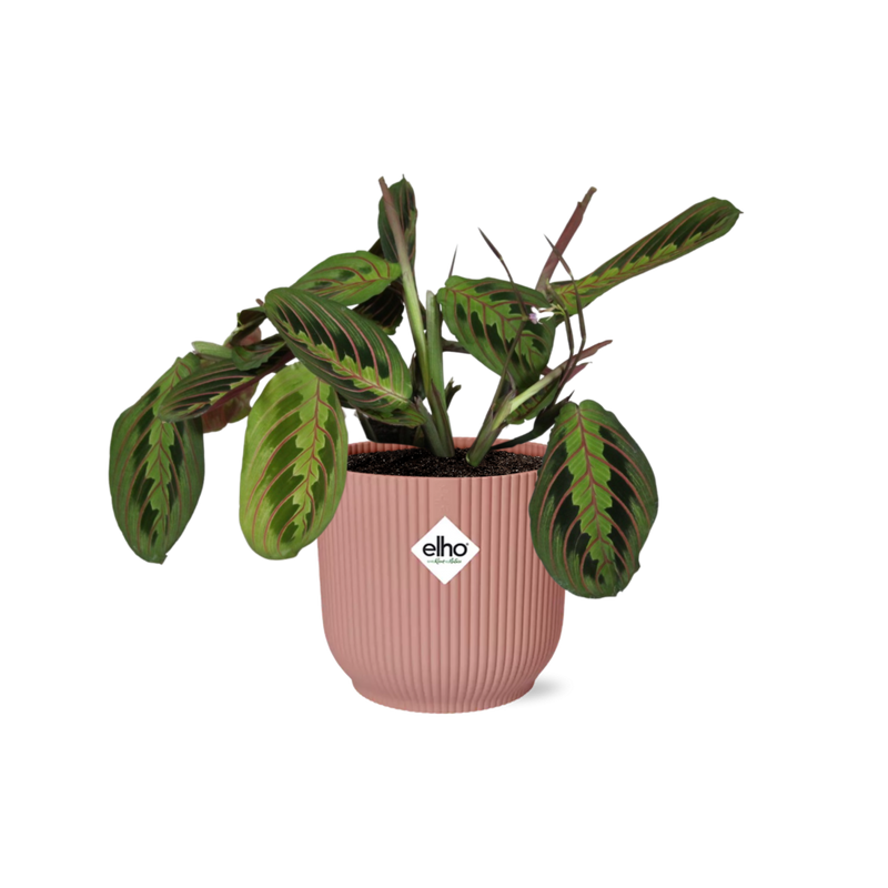 Marantenpflanze 'Fascinator' Tricolor im rosa ELHO Topf
