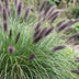 Green boutiQ - Gräser - Pennisetum alop. Black Beauty - Lampenputzergras - Mit Blüte - Grün - 12 Pflanzen - Topf 11cm - Höhe 15-25cm Bild 5