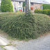 6x Cotoneaster suec. 'Coral Beauty' - ↕10-25cm - Ø9cm Bild 7