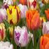 120x Tulpe Flaming Beauty Mix - Frühblüher Zwiebeln, Gr. 11/12 Bild 1