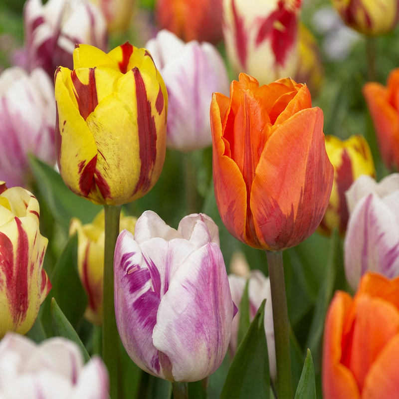 120x Tulpe Flaming Beauty Mix - Frühblüher Zwiebeln, Gr. 11/12
