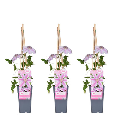 3x Clematis Nelly Moser, 65cm hoch, Ø15cm