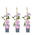 3x Clematis Nelly Moser, 65cm high, Ø15cm Bild 1