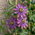 4x Passiflora Lavender Lady - Lila Kletterpflanze, Ø9cm Bild 3