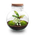Bottle garden - Teddy - ↕ 26.5 cm - No tools Bild 1