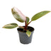 Philodendron Pink Princess, Ø6cm, ↕12cm Bild 1