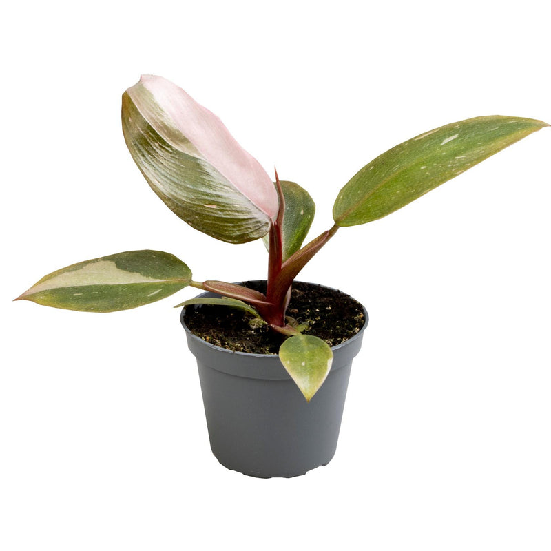 Philodendron Pink Princess, Ø6cm, ↕12cm