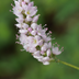 24x Persicaria bistorta 'Superba' Perennial | 10-25cm | Ø9cm Pot Bild 7