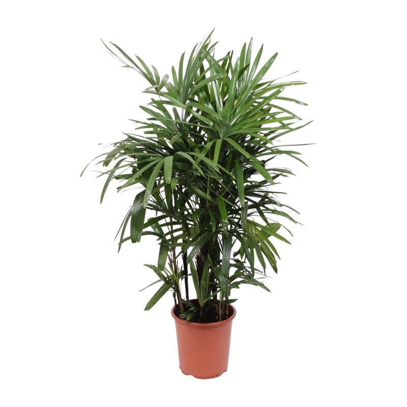 Rhapis Excelsa (Steckenpalme) - Ø27cm, ↕120cm - Pflegeleichte Eleganz