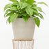 Pot Beige Washed L - 58x50cm with elegant leaf decoration Bild 3