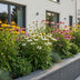 Echinacea Tricolour: Bienenfreundliche Staude (6 Pflanzen) Bild 5
