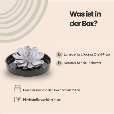 ROOTLESS Echeveria Lilacina in schwarzer Schale, Ø20cm