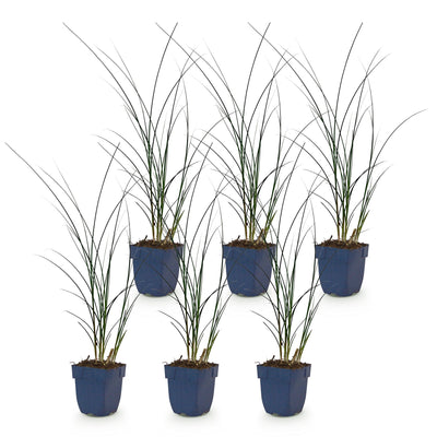 Green boutiQ - Gräser - Miscanthus sin. Gracillimus - Pampasgras - Mit Blüte - Grün - 6 Pflanzen - Topf 11cm - Höhe 15-25cm