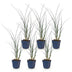 Green boutiQ - Gräser - Miscanthus sin. Gracillimus - Pampasgras - Mit Blüte - Grün - 6 Pflanzen - Topf 11cm - Höhe 15-25cm Bild 2