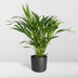 Dypsis Lutescens (Areca Palm) - Ø17cm Pot, ↕60cm - Easy-care Houseplant Bild 4