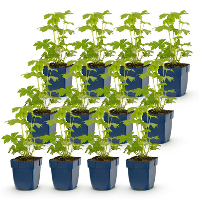 Green boutiQ - Perennial - Delphinium Tricolour - Larkspur - Bee and butterfly attractors - Purple - Pink - White - 12 Plants - Pot 11cm - Height 15-25cm