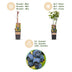 2x Blaubeerpflanze 'Patriot' (Vaccinium corymbosum) – 50cm – Topf 15cm Bild 4