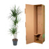 Dracaena Marginata Pflanze, 160cm hoch, ø24cm Topf Bild 4