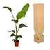 2x Strelitzia Nicolai (Baum-Strelitzie) - 100cm - Ø17 Bild 5